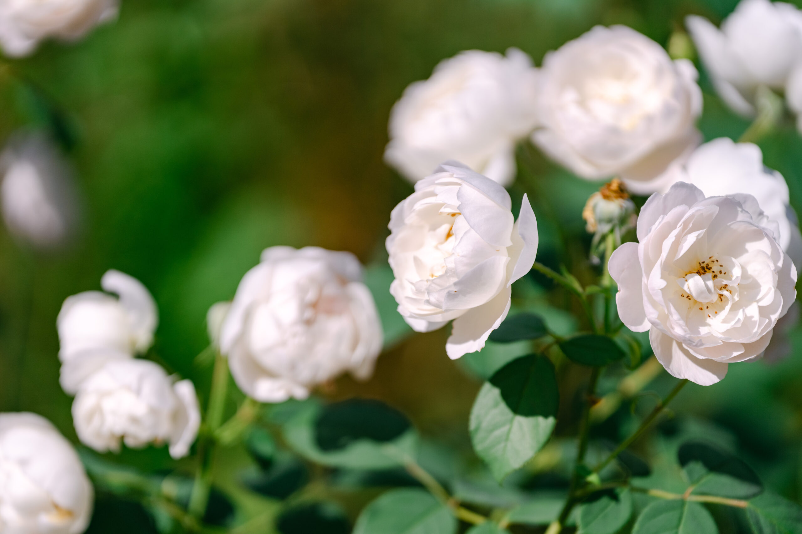 Cluster aus weißen Gartenrosen vor unscharfem grünem Hintergrund im Schlossgarten von Schloss Vasoldsberg